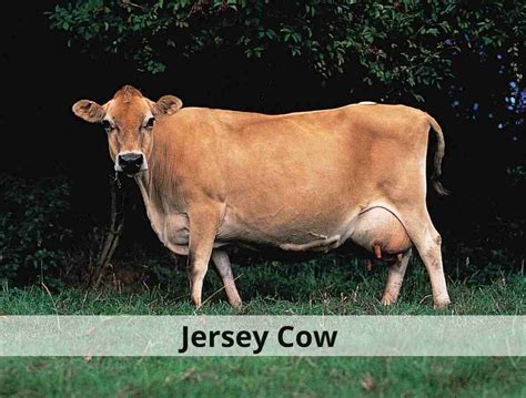Jersey Cow Price